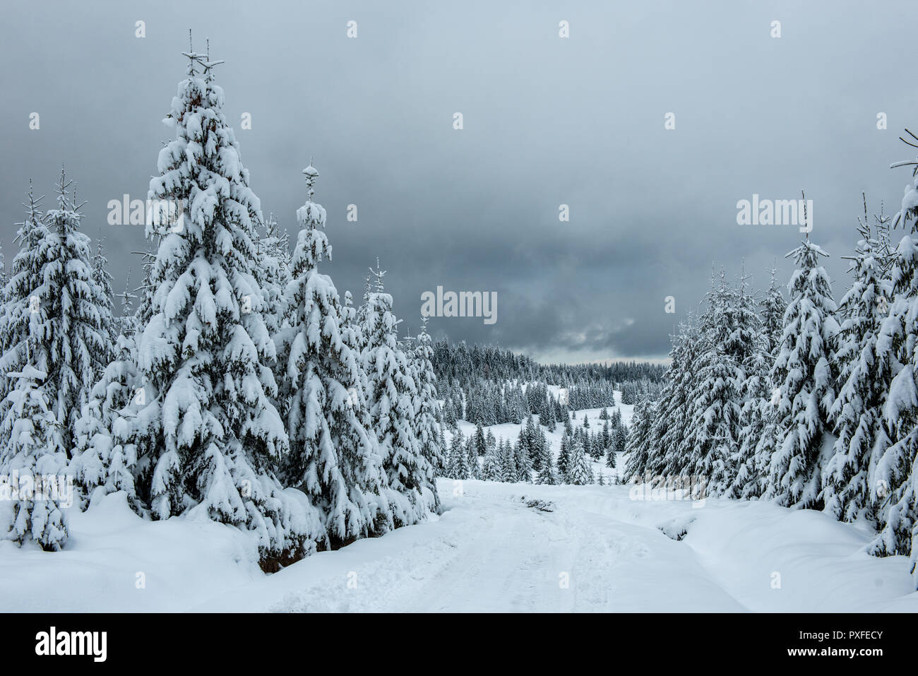 Winter wonderland, spruce tree forest covered with fresh snow Stock ...