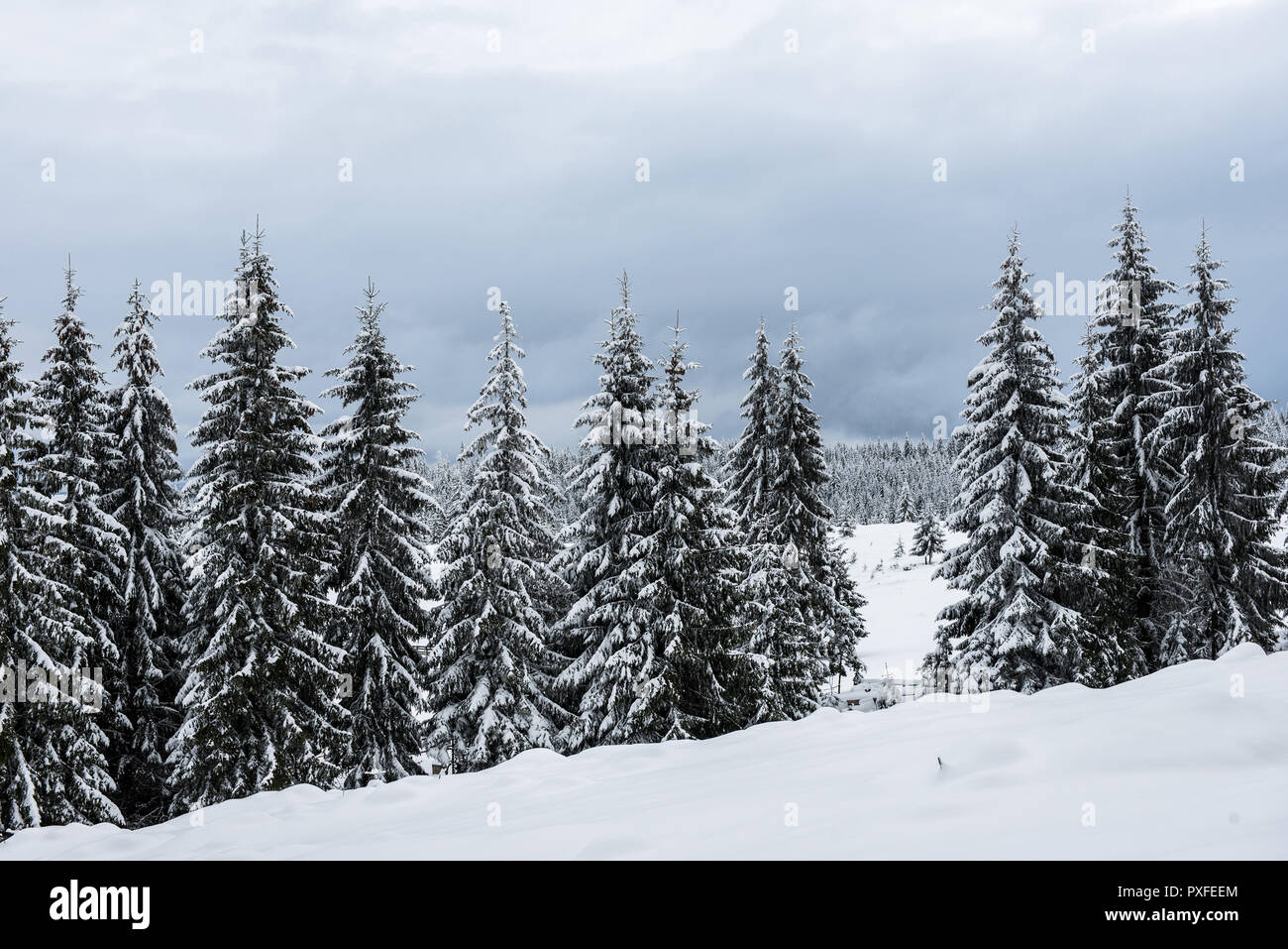 Winter wonderland, spruce tree forest covered with fresh snow Stock ...