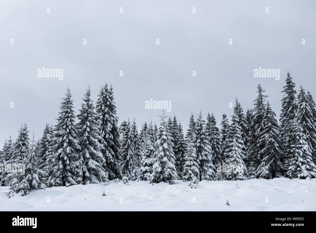 Beautiful winter landscape with snow on the trees Stock Photo - Alamy