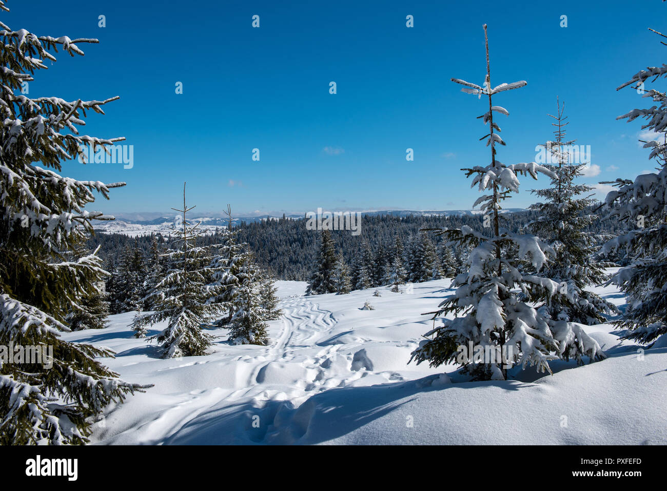Beautiful winter landscape with snow on the trees Stock Photo - Alamy
