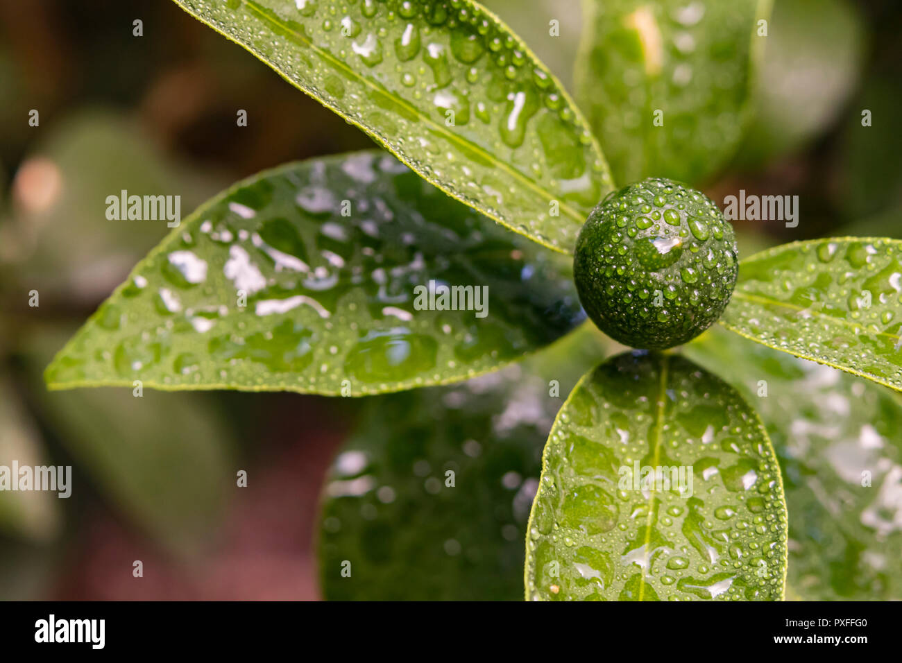 green kumquat and green leaves Stock Photo Alamy