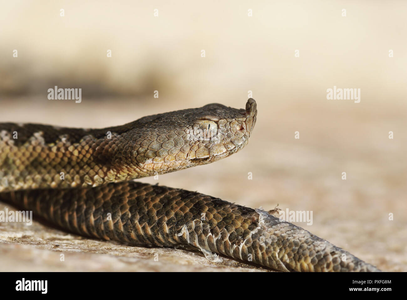 closeup of juvenile venomous european snake, nose horned viper ( Vipera ammodytes ) Stock Photo