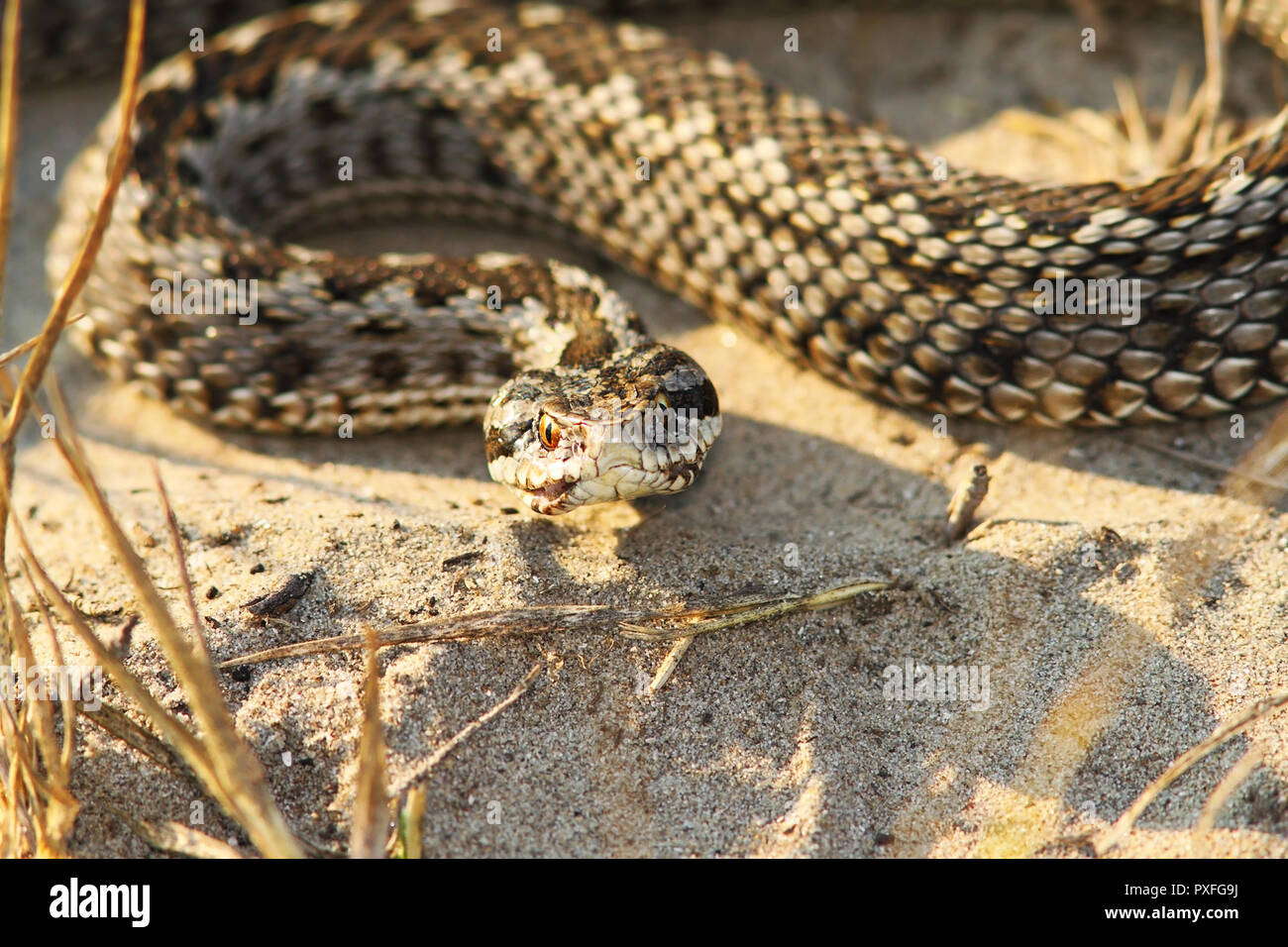 close-up of rare moldavian meadow viper ( Vipera ursinii moldavica ) Stock Photo