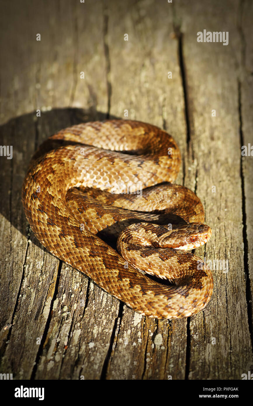 common crossed viper basking on wooden board ( Vipera berus ) Stock Photo