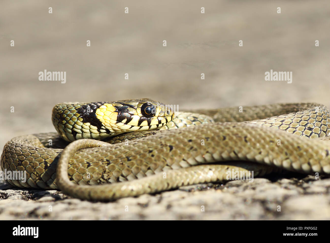 curled grass snake basking on asphalt road ( Natrix natrix Stock Photo