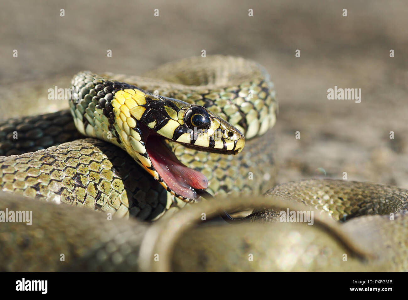 detail of grass snake with open mouth, Natrix natrix ready to bite Stock Photo