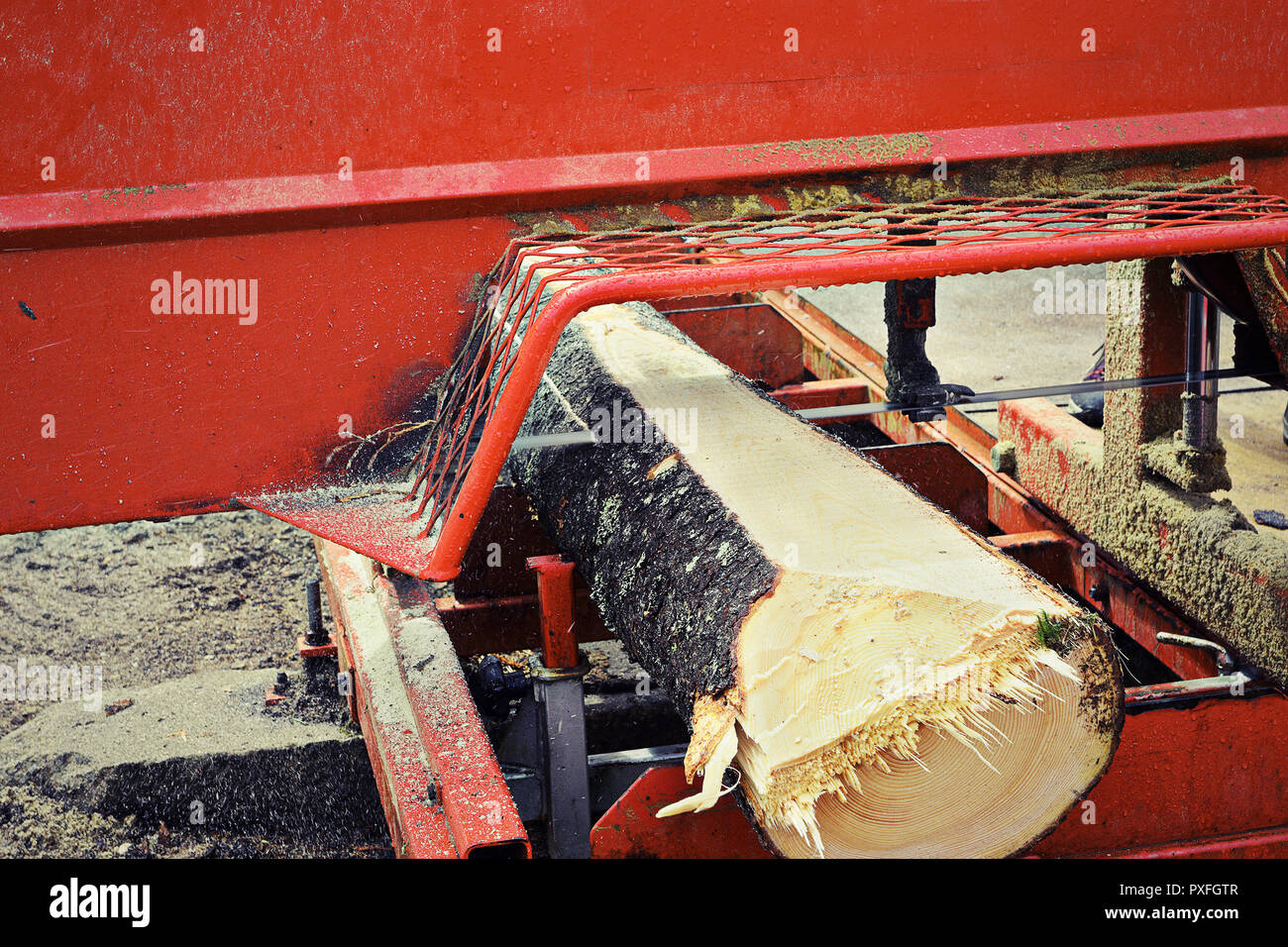 felled tree at saw mill, detail of cutting spruce wood boards Stock