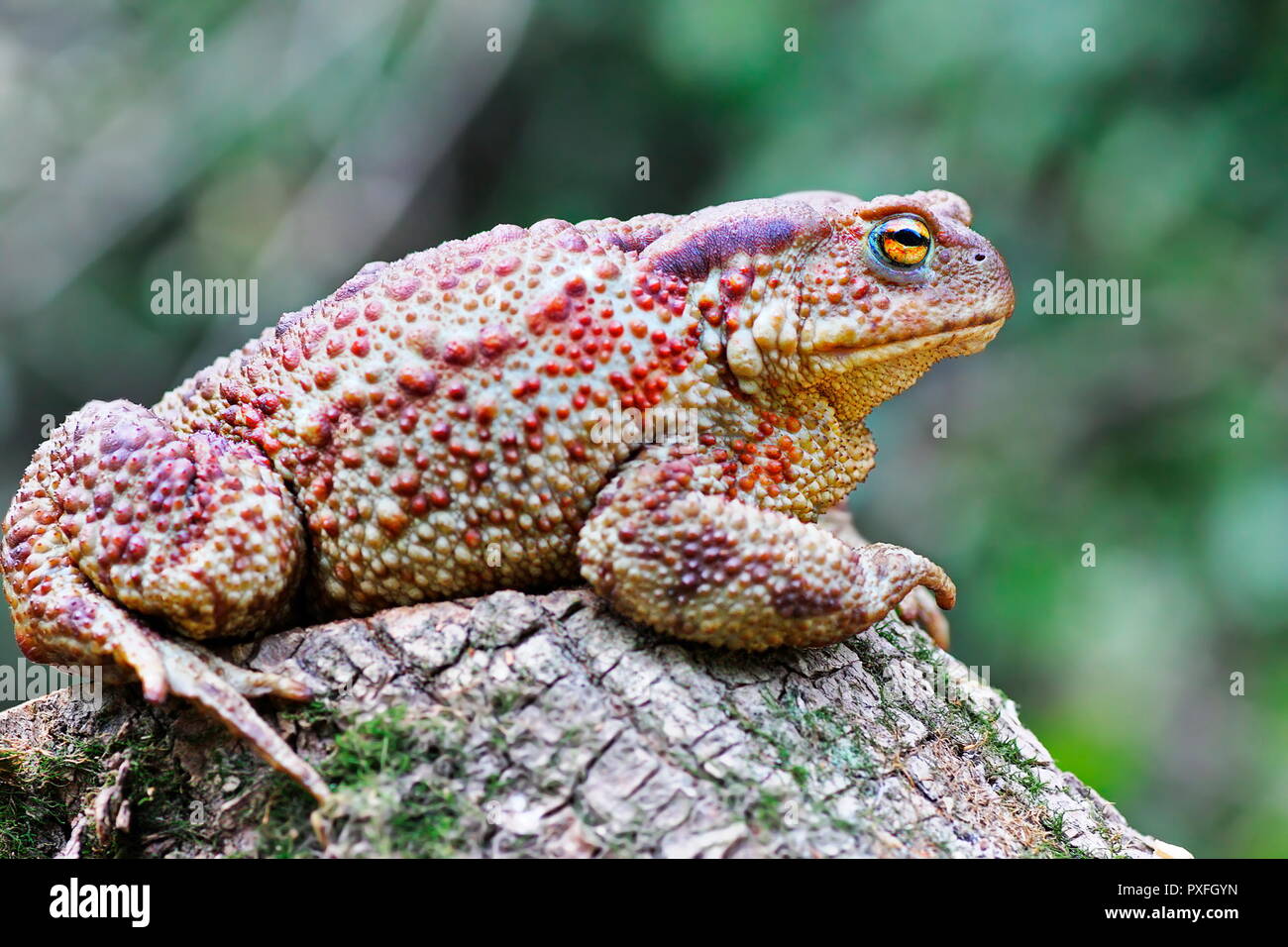 large european brown toad standing on stump ( Bufo bufo, female ) Stock Photo