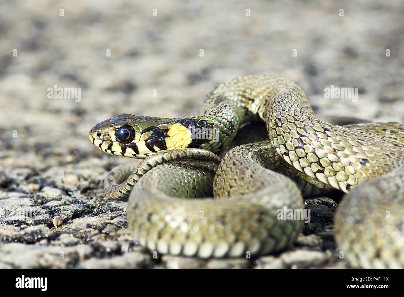 most common european snake, Natrix natrix or the grass snake Stock ...