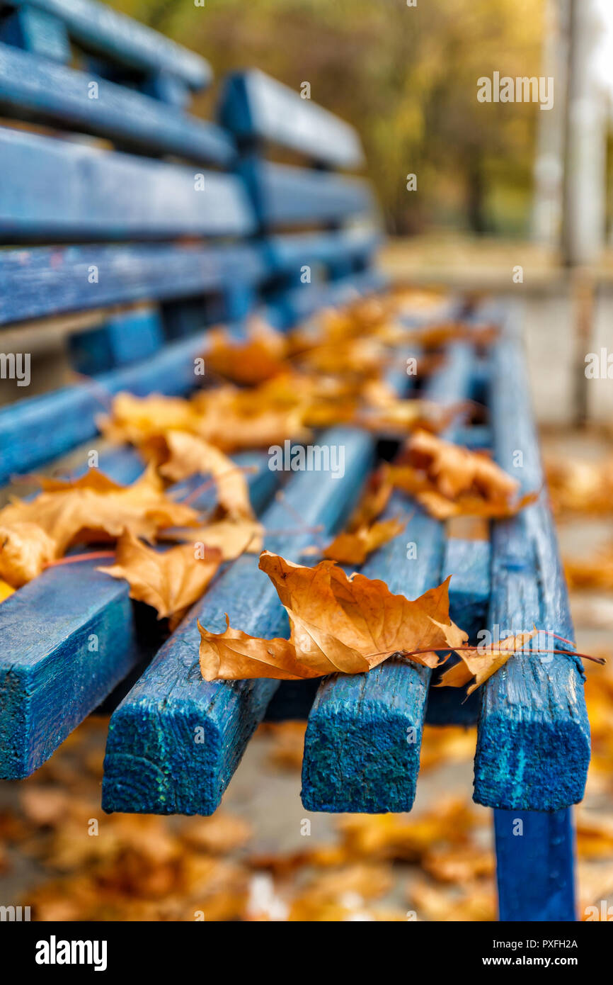 Yellow-orange autumn maple leaves on a blue wooden bench in the park ...