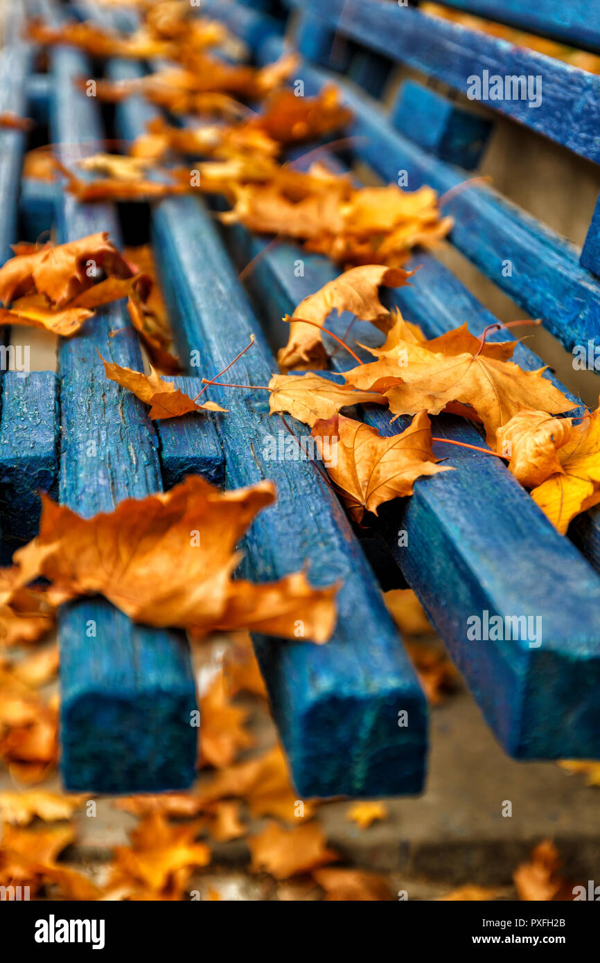 Yellow-orange autumn maple leaves on a blue wooden bench in the park ...