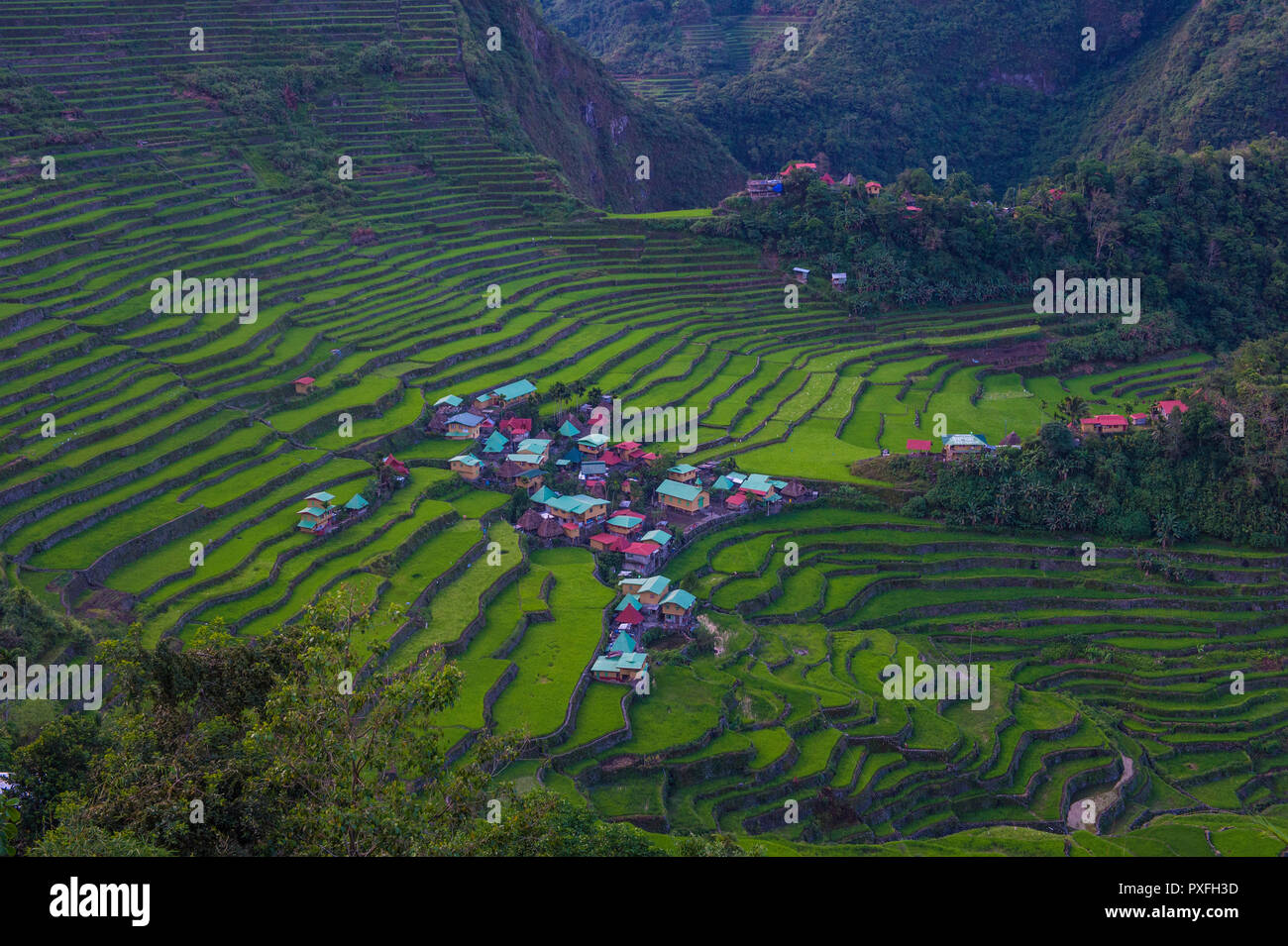 View of rice terraces fields in Banaue, Philippines. The Banaue rice