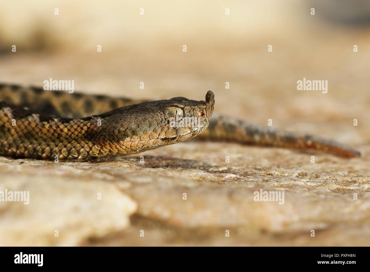 toxic european viper portrait, the nose horned adder ( Vipera ammodytes ); this is one of the most dangerous and poisonous snakes from Europe Stock Photo