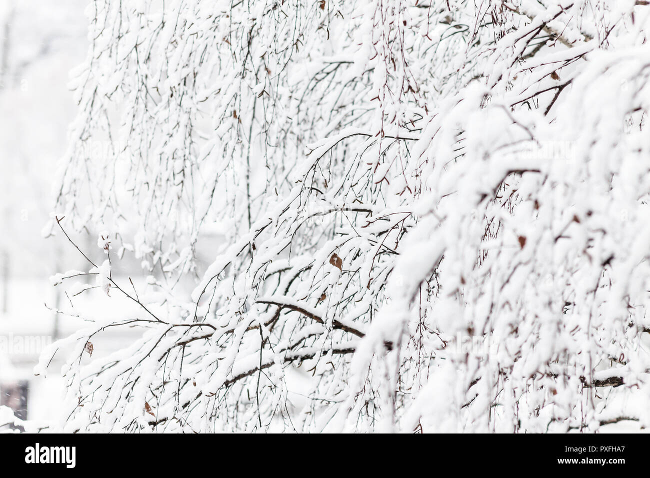 Branches of a birch under a thick layer of snow, close-up Stock Photo ...
