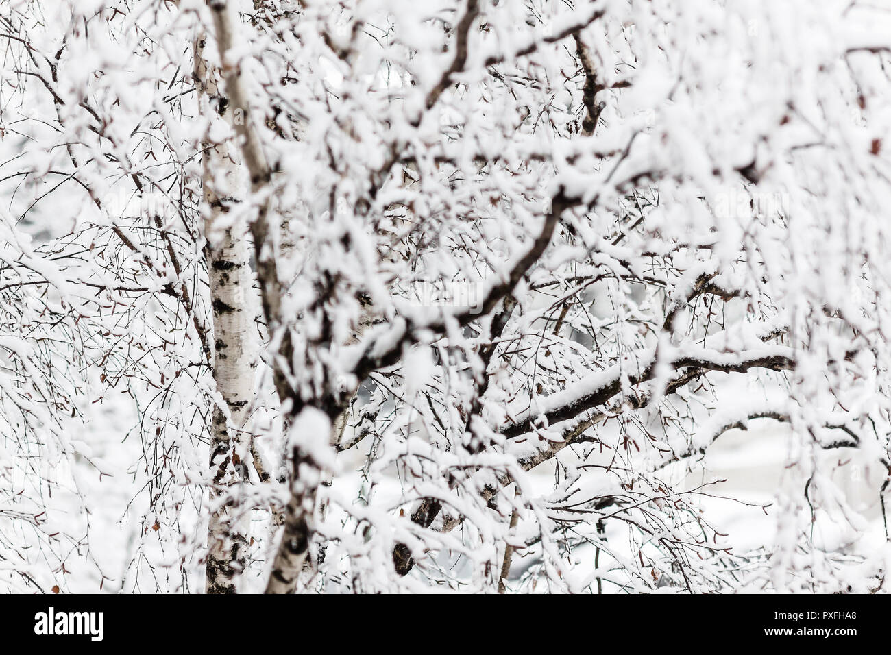 Branches of a birch under a thick layer of snow, close-up Stock Photo ...
