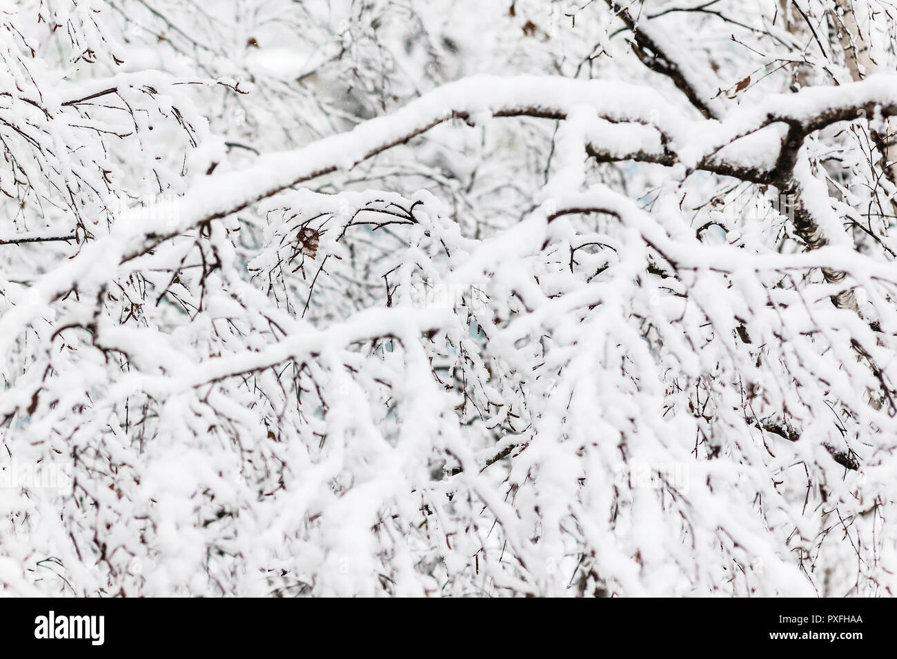 Branches of a birch under a thick layer of snow, close-up Stock Photo ...