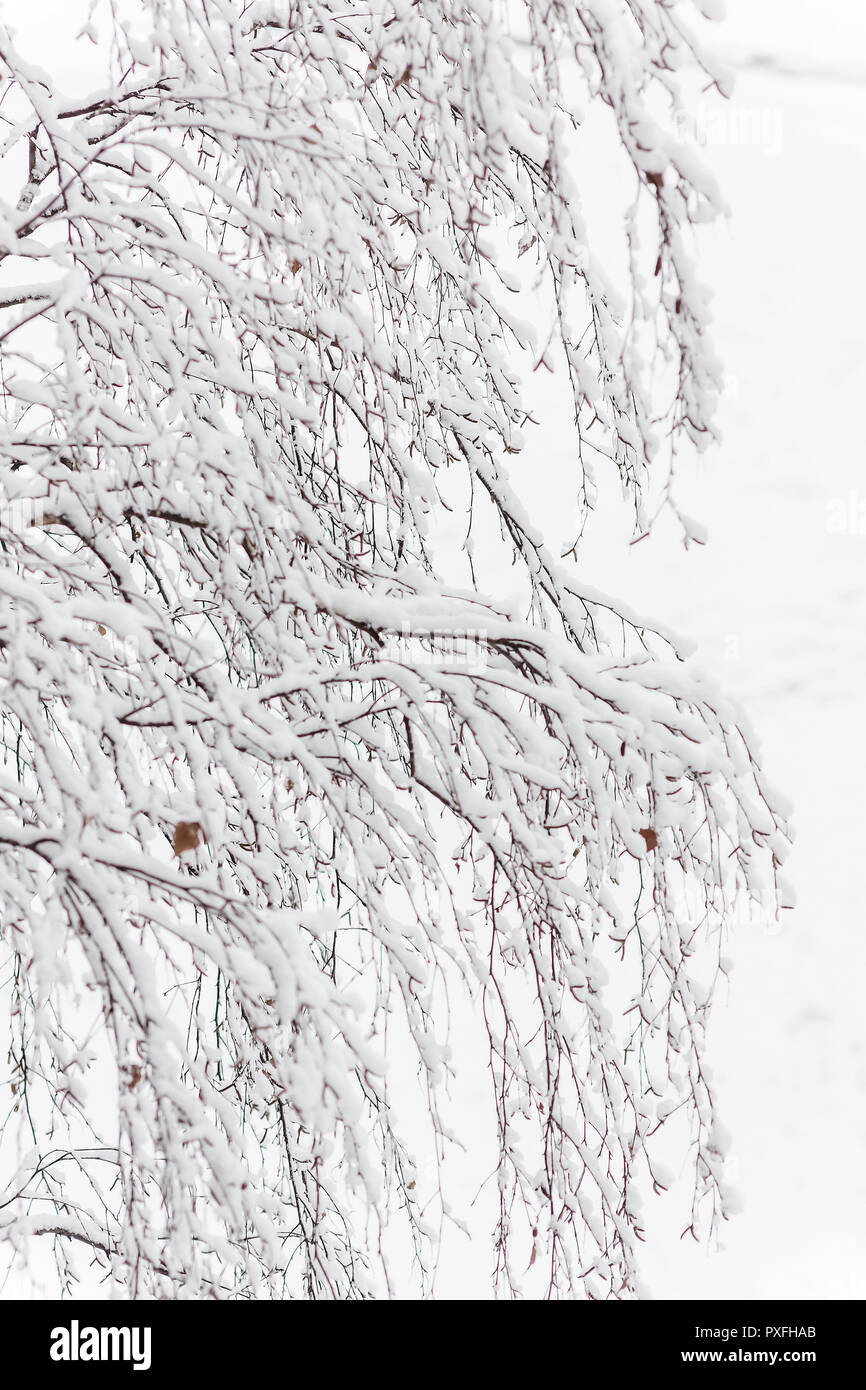 Branches of a birch under a thick layer of snow, close-up Stock Photo ...