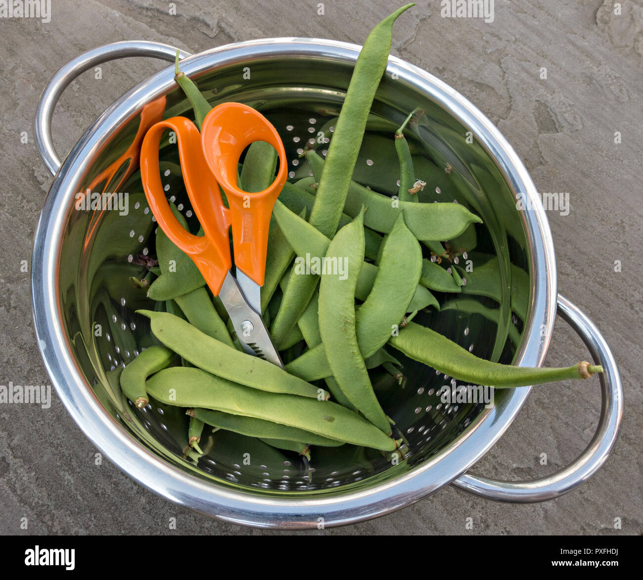 A stainless steel colander containing freshly cut / picked home-grown green runner beans with the scissors used to harvest them, UK Stock Photo
