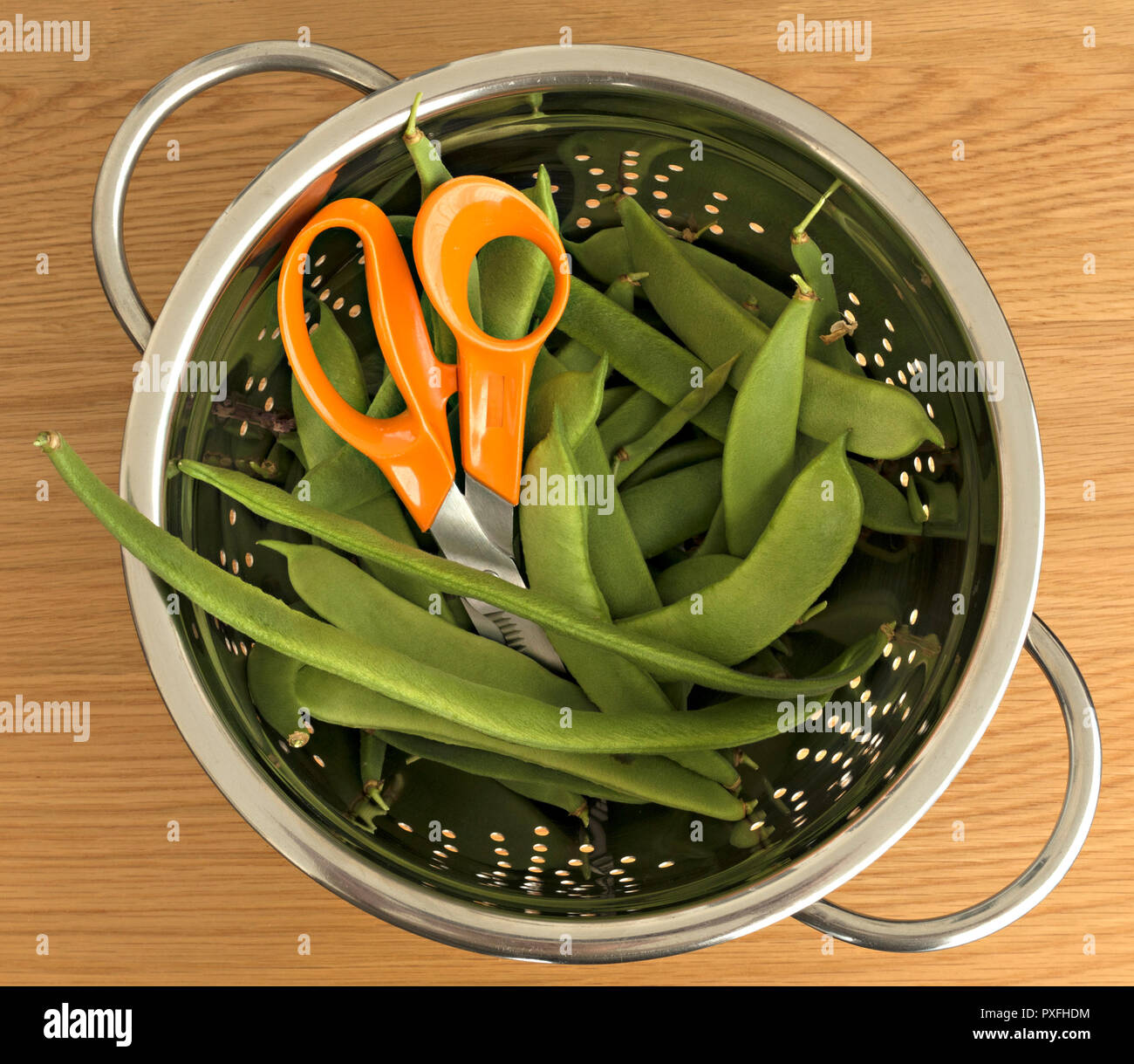 A stainless steel colander containing freshly cut / picked home-grown green runner beans with the scissors used to harvest them, UK Stock Photo