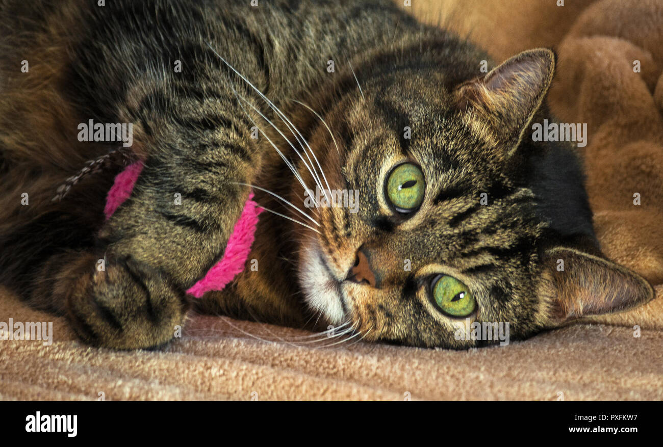 an adult purebred female cat, huge green eyes and striped color, brown shades with black, lying on a light beige rug and hugging pink round toy, Stock Photo