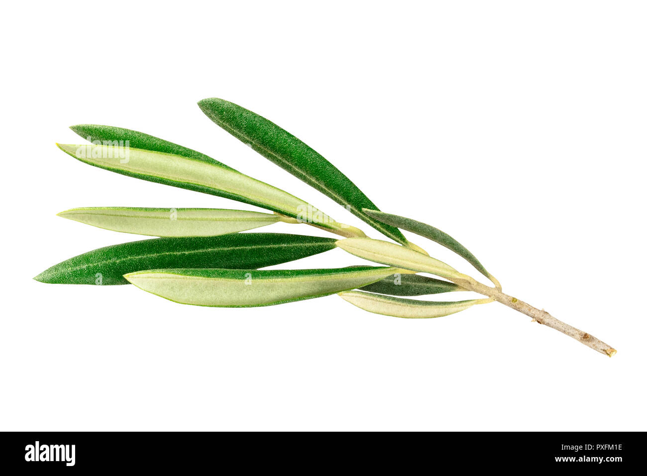 A photo of a vibrant green olive tree branch, isolated on a white background with a clipping path Stock Photo