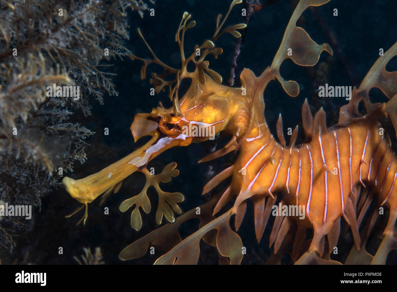 Leafy Seadragon Phycodurus Eques Stock Photo 222850810 Alamy