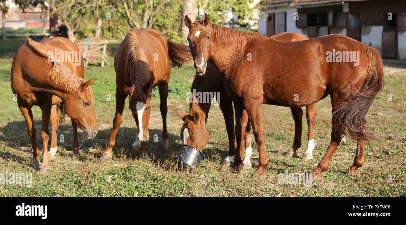 Horse oats feed hires stock photography and images Alamy