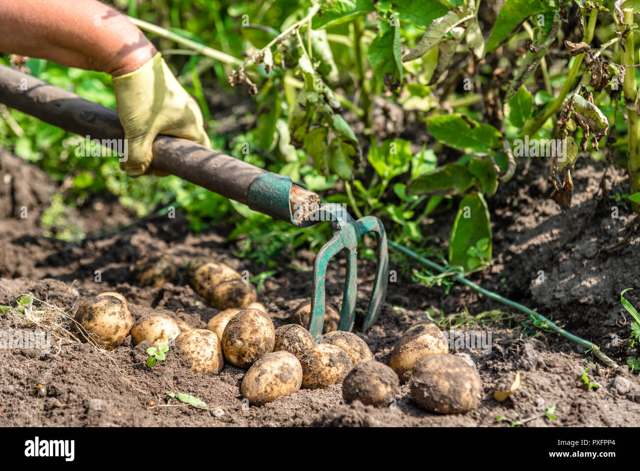 Organic Farming Fresh Potato Harvest On Field Farmer Digging Potatoes organic-farming-fresh-potato-harvest-on-field-farmer-digging-potatoes