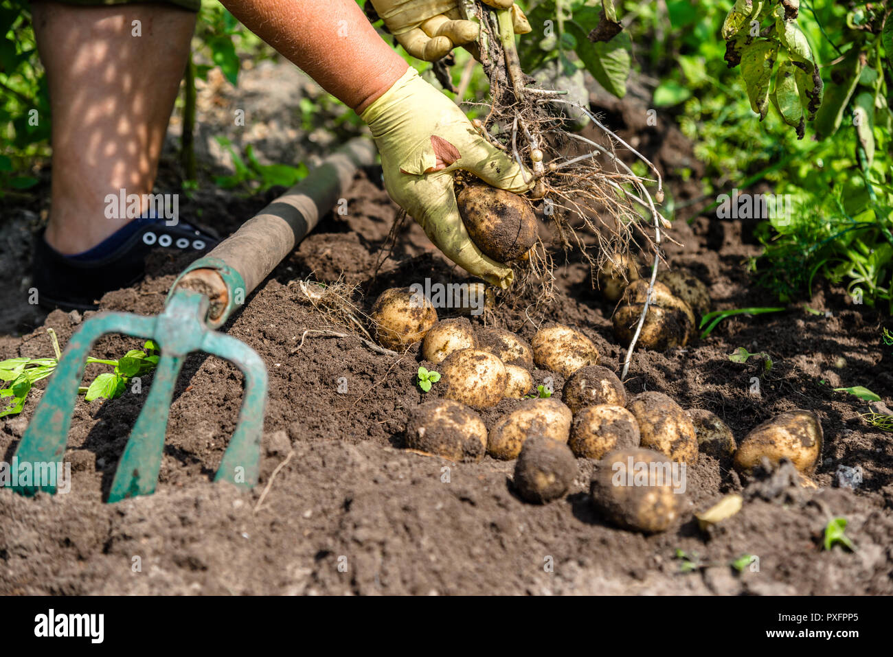 Выкапывание картофеля. Выкапывание картофеля. Картошку выкапывать или копать. Чудо лопота для выкапывание картофеля. Выкопка картофеля.