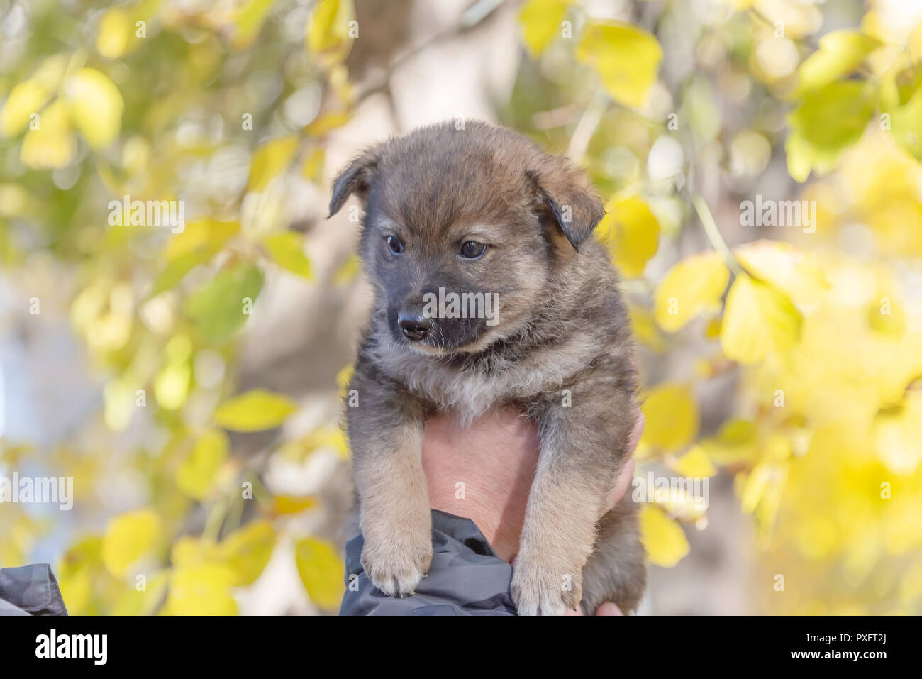 mongrel puppy taken from a shelter on male hands. adoption Stock Photo ...