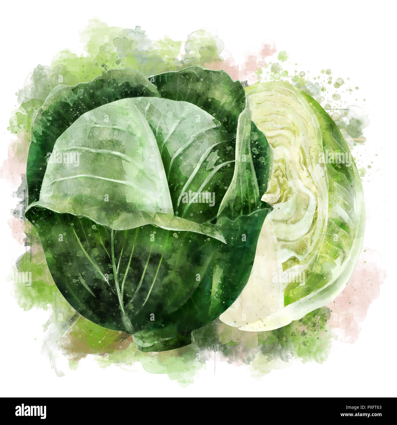 Cabbage on white background. Watercolor illustration Stock Photo Alamy