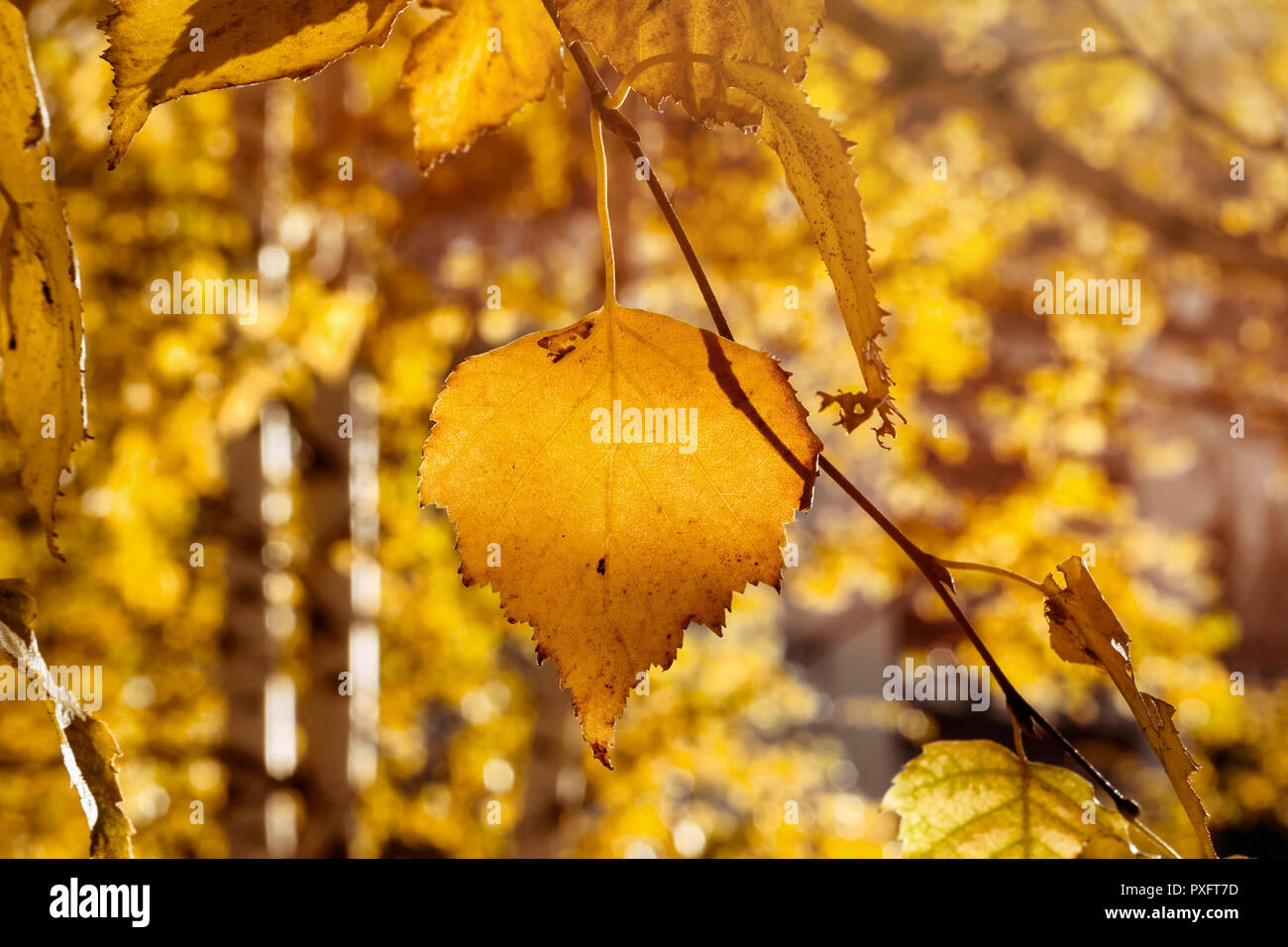 Fall Yellow Birch Leaves In The Sun Rays. Autumn Golden Foliage Stock ...
