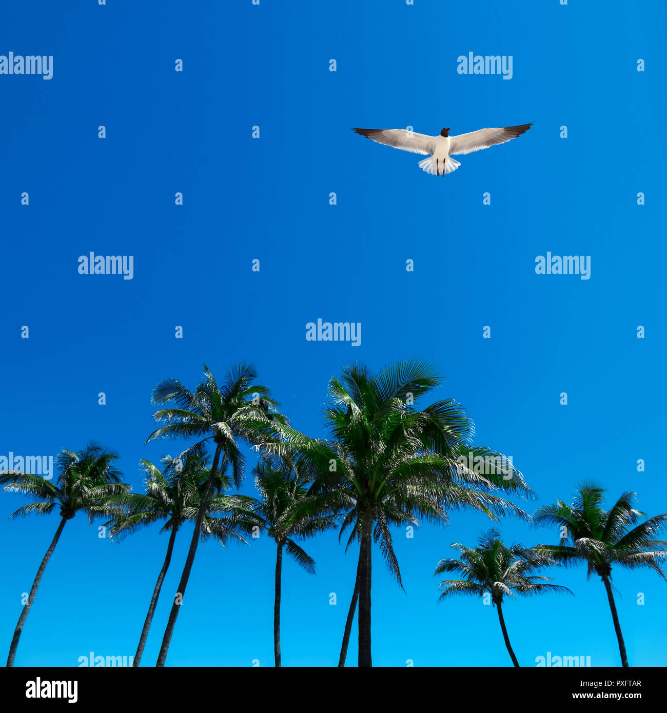 Group of tall palm trees and flying seagull over clear blue sky in Deerfield beach, Florida, USA Stock Photo