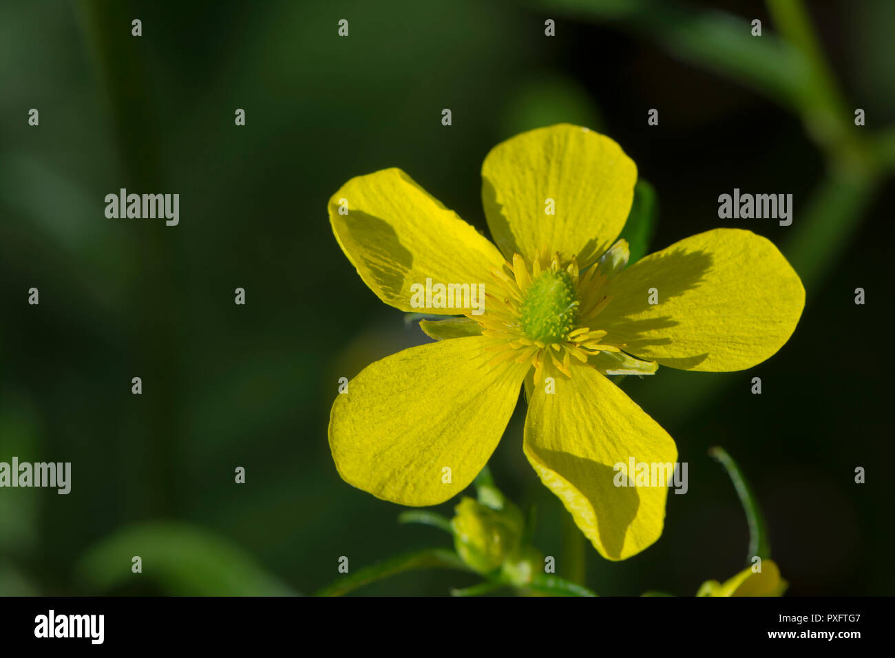 Single Ranunculus cortusifolius flower, also known as Azores buttercup ...