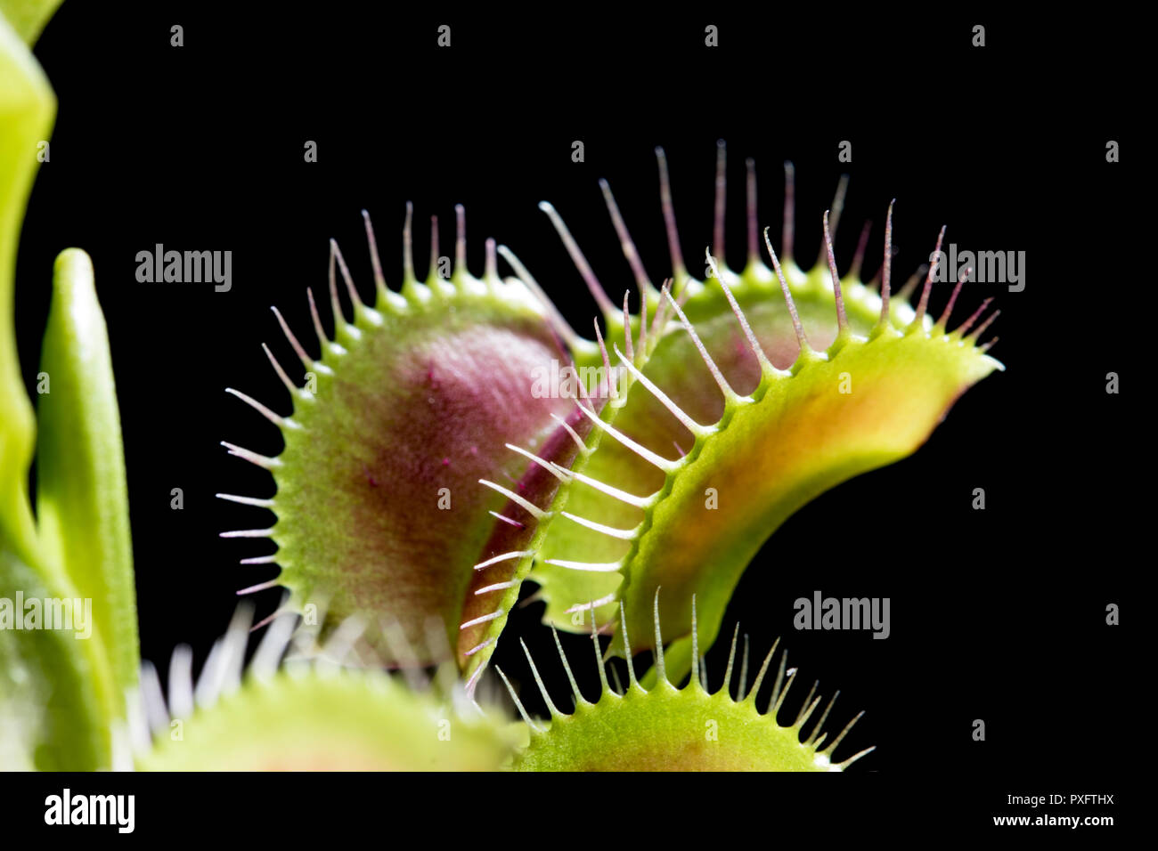 Macro plants Venus Fly Trap leaves. Close up of plants. Thorny leaves and pods of an insect trapping plant. Venus Flytrap peddles close up isolated on Stock Photo