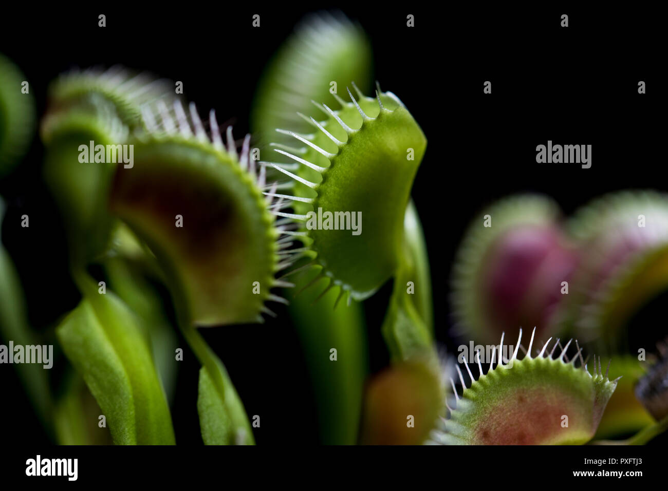 Carnivore plants Venus Flytrap panoramic view. Multiple spiky traps on the leaves of a green and red Venus fly trap. Insect trapping and eating plant. Stock Photo