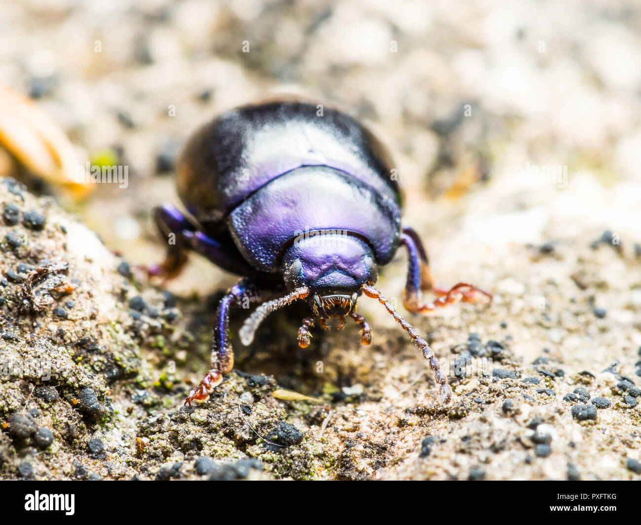 Chrysolina Coerulans Blue Mint Leaf Beetle Insect Macro Stock Photo