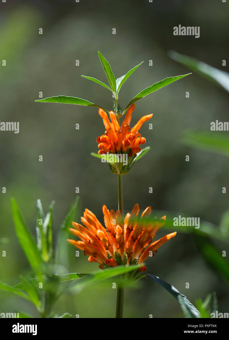 The Lion's Ear - Shallow focus, consentrating on the strange flowers that look like fuzzy orange fingers. Part of the mint fmaily. Stock Photo