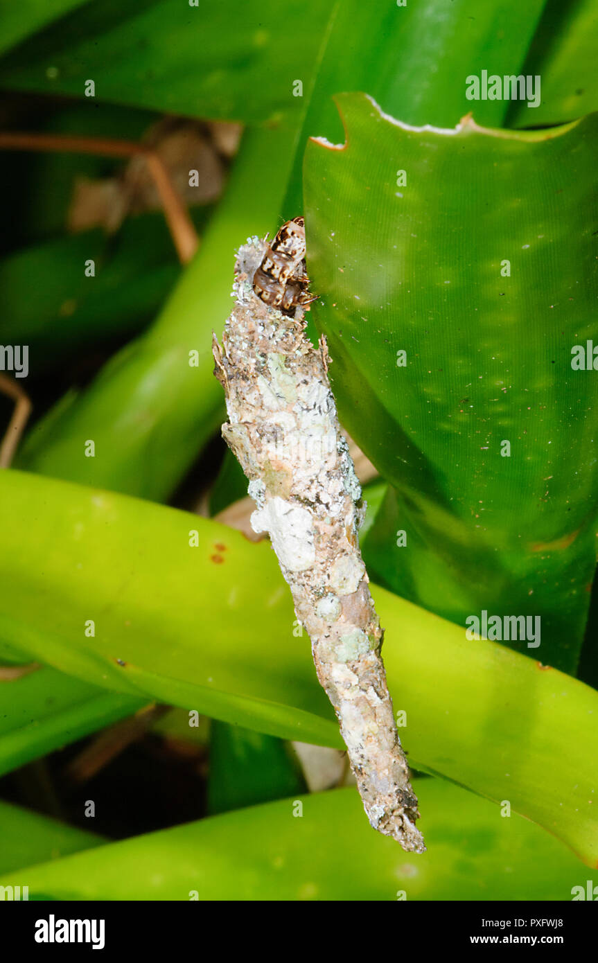 Case Moth (Psychidae), Cairns, Far North Queensland, FNQ, QLD, Australia Stock Photo