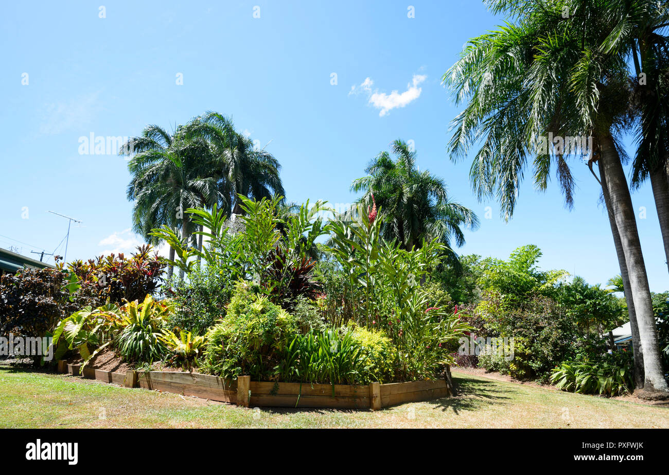 Sunny mature tropical garden, Cairns, Far North Queensland, FNQ, QLD ...