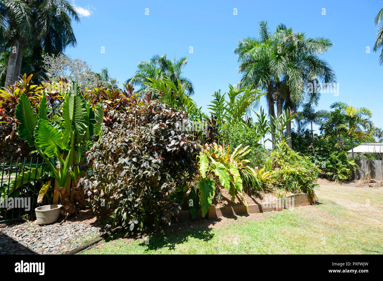 Mature palm trees hires stock photography and images Alamy