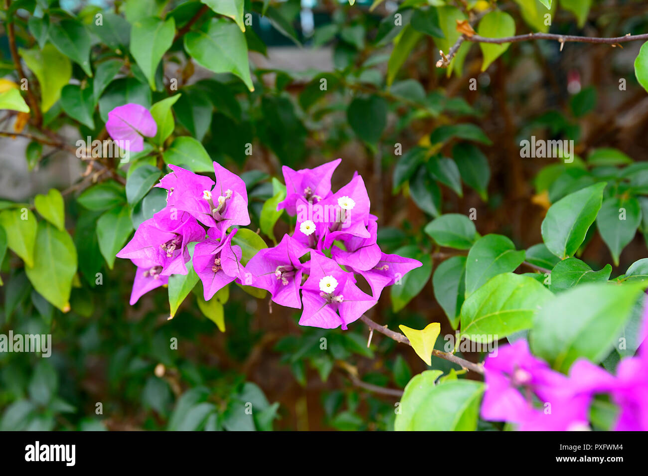 BOUGAINVILLEA DOUBLE YELLOW QUEENSLAND