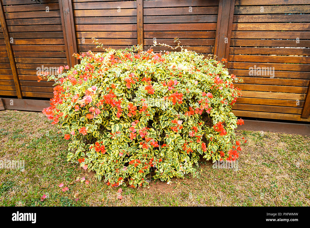Garden shrub orange flowers hires stock photography and images Alamy