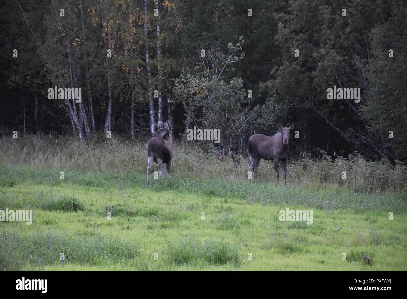 Norwegen, Südnorwegen, Schweden, Elch, Elche, Elchfamilie, Hirsch, Skandinavien, Trughirsch, Stirnwaffenträger, Geweih, Abend, Dämmerung, Futter, Fell Stock Photo