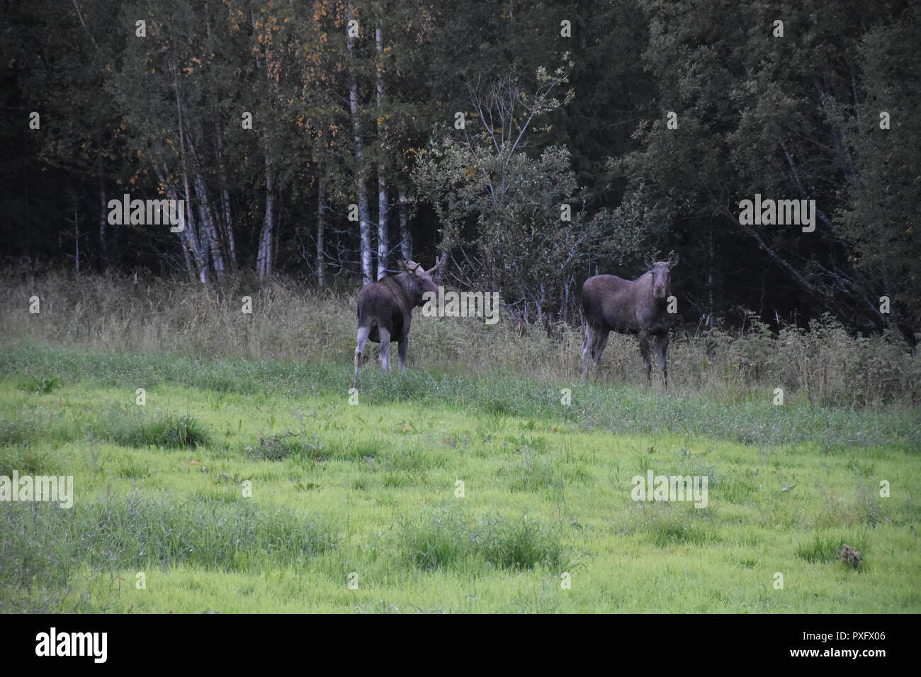 Norwegen, Südnorwegen, Schweden, Elch, Elche, Elchfamilie, Hirsch, Skandinavien, Trughirsch, Stirnwaffenträger, Geweih, Abend, Dämmerung, Futter, Fell Stock Photo