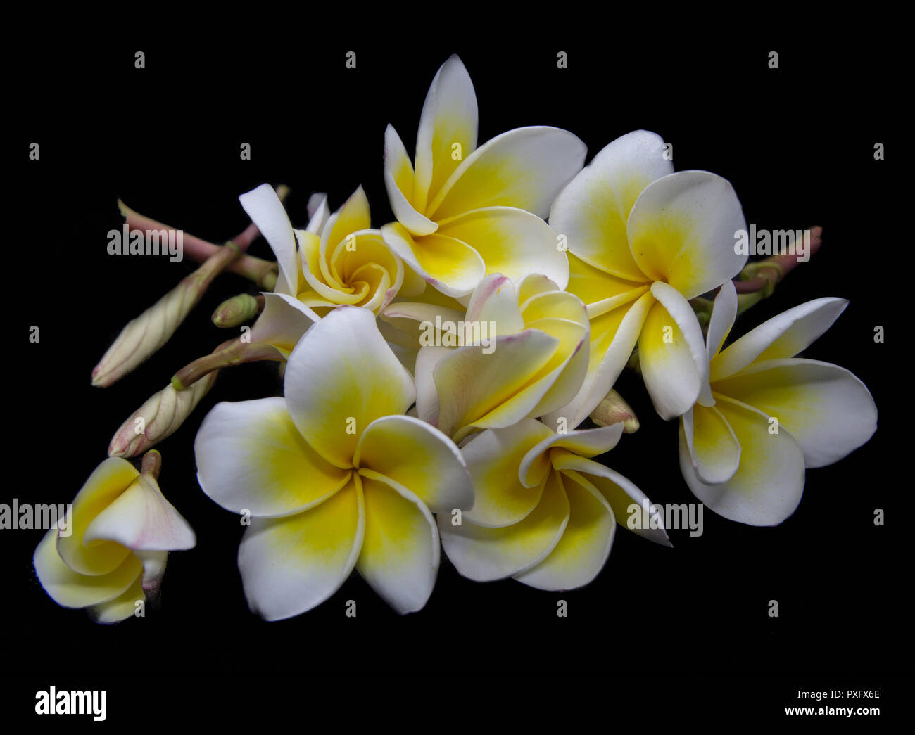 Champa Flowers in Laos Stock Photo Alamy