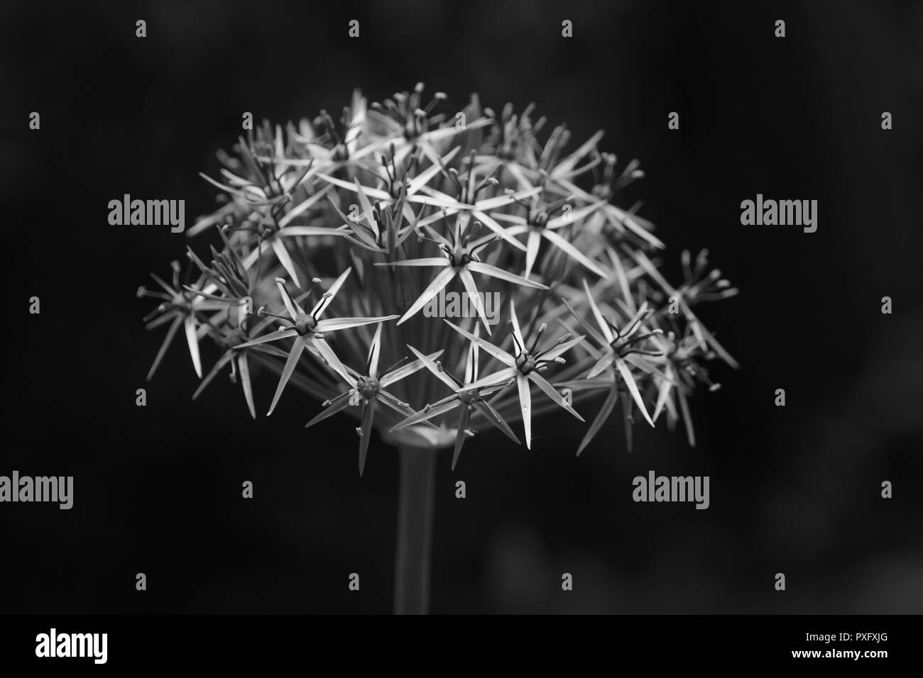 Allium blooms Black and White Stock Photos & Images - Alamy
