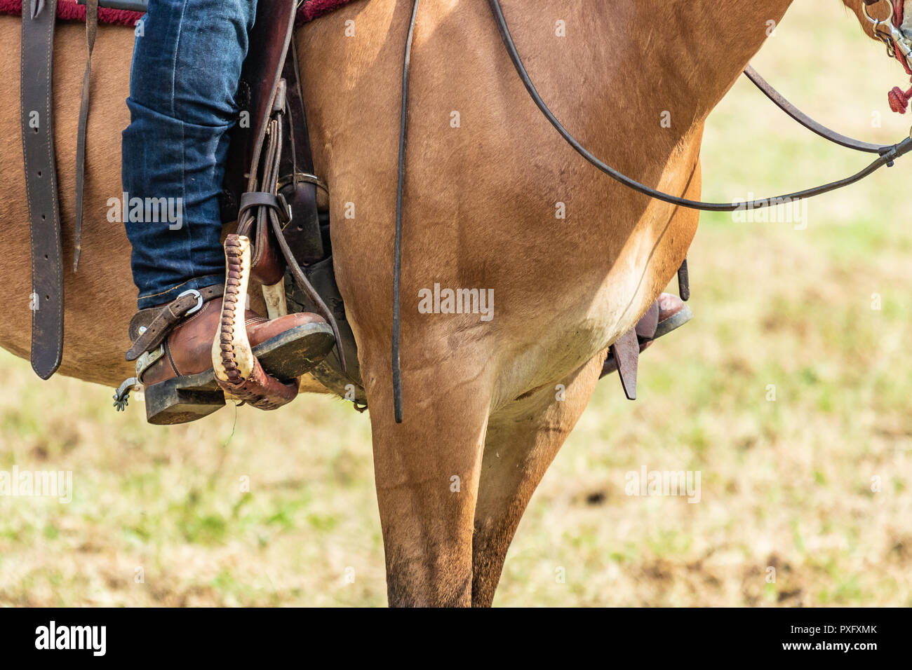Horse rider with knife and blue jeans. Scenes from a rodeo and equestrian show, warming up phase, details of saddles, clothing, stirrups and brown hor Stock Photo