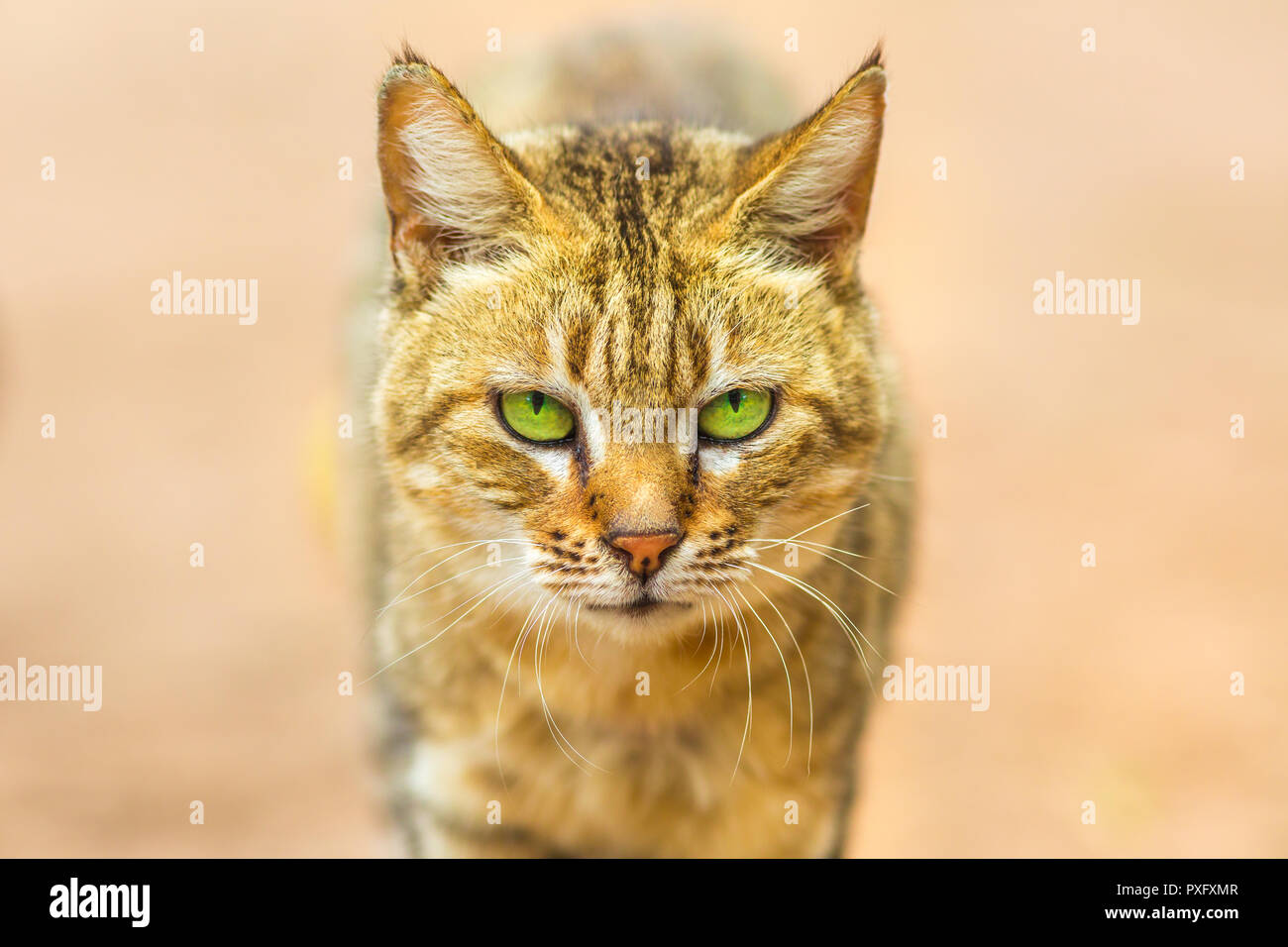 Closeup of African Wild Cat, Felis libyca. Front view of face on blurred background. Wild feline in nature habitat, South Africa. Stock Photo