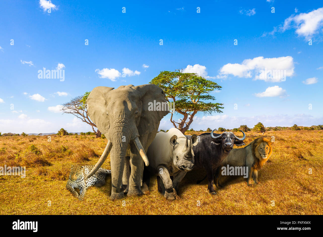African Big Five: Leopard, Elephant, Black Rhino, Buffalo and Lion in savannah landscape. Africa safari scene with wild animals. Copy space with blue sky. Wildlife background. Stock Photo